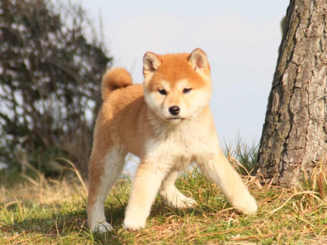 IMG_2448shibainu