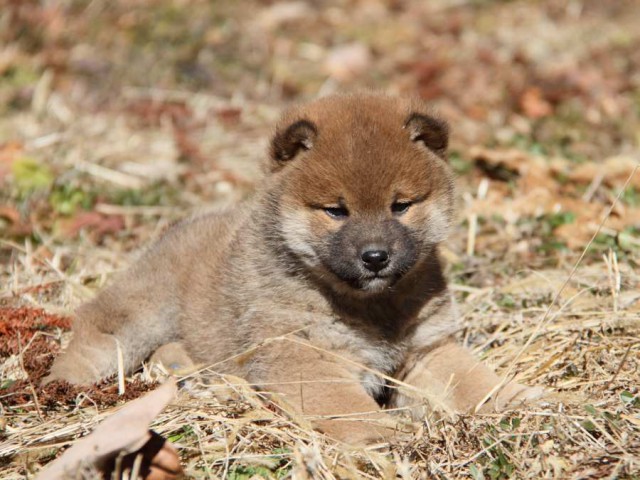 IMG_2457-shibainu-koinu