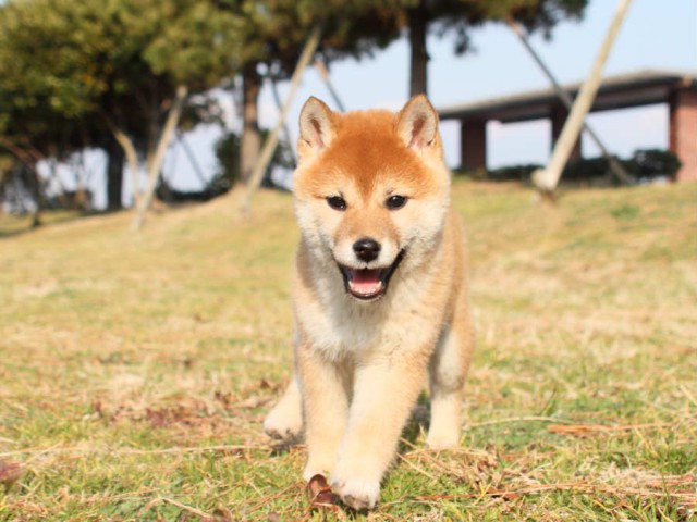 IMG_2458shibainu