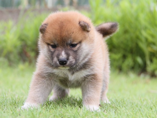 IMG_2462-shibainu-puppy