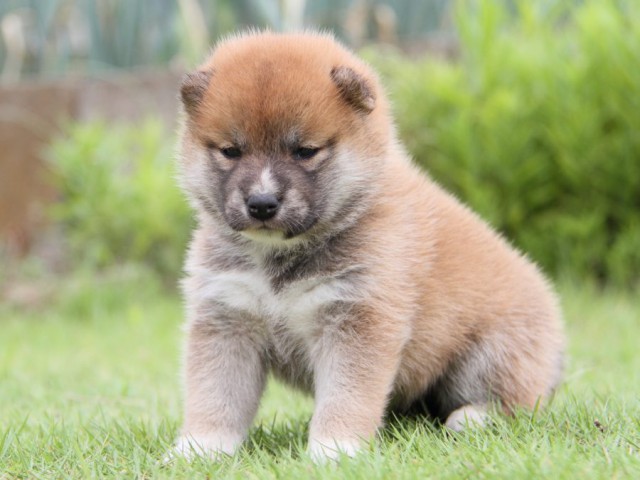 IMG_2480-shibainu-puppy