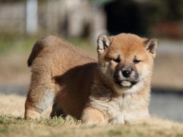 IMG_2584-shibainu-koinu