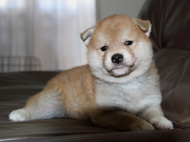 IMG_2599-shibainu-koinu