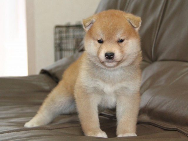 IMG_2612-shibainu-koinu