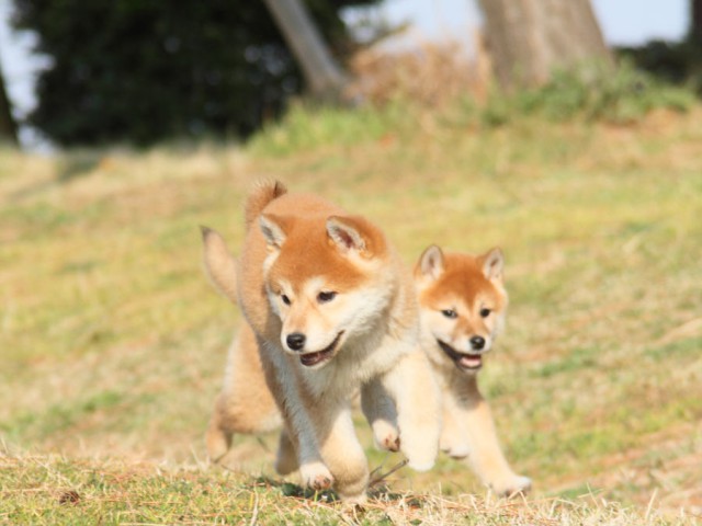 IMG_2652shibainu