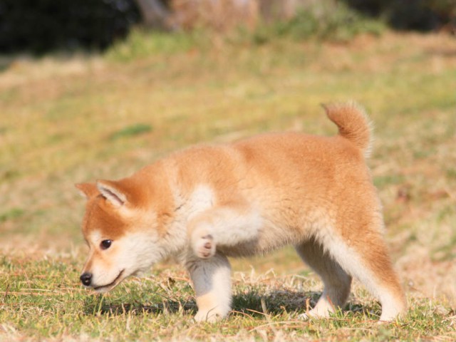 IMG_2654shibainu