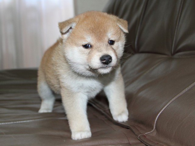 IMG_2665-shibainu-koinu