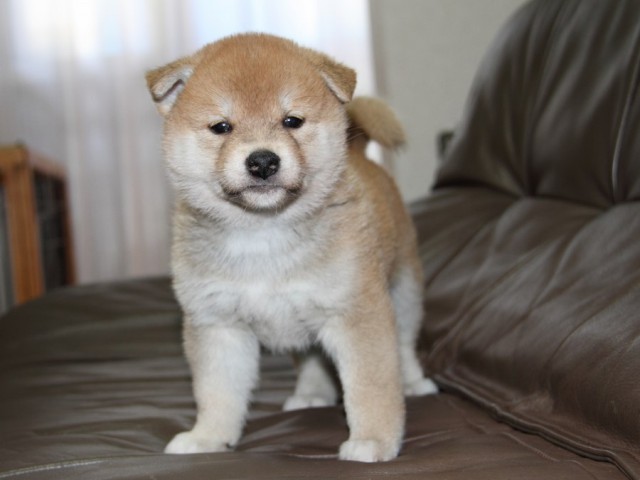 IMG_2670-shibainu-koinu