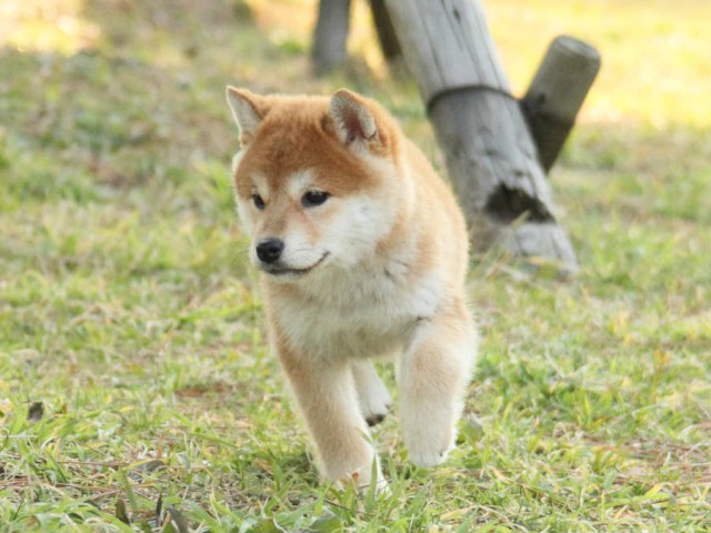 IMG_2705shibainu