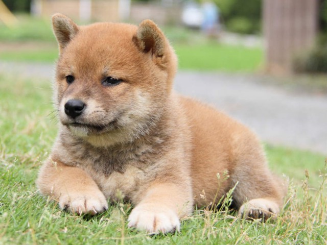 IMG_2737shiba