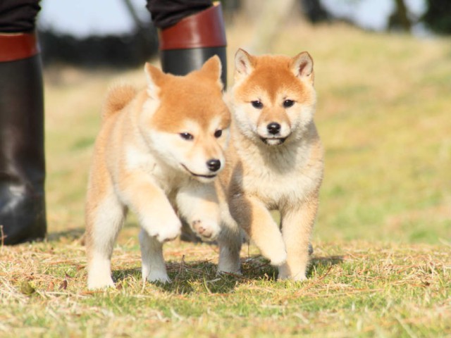 IMG_2737shibainu