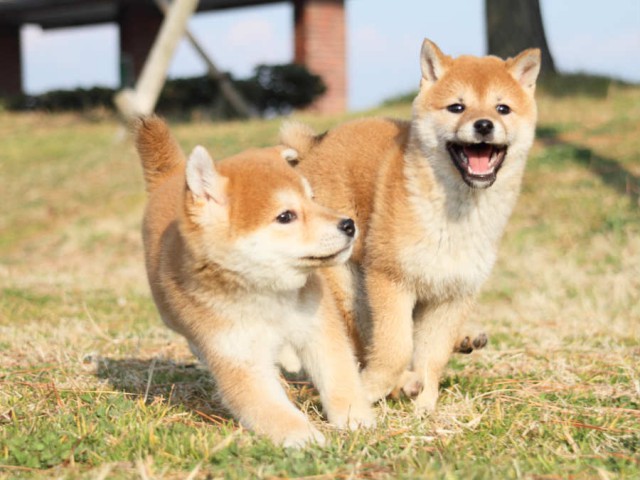 IMG_2745shibainu