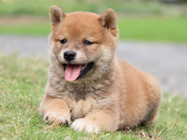 IMG_2762shiba