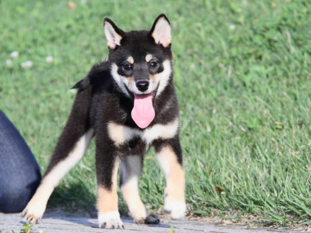 IMG_2764-shibainu-puppy