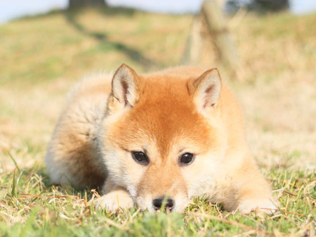 IMG_2770shibainu