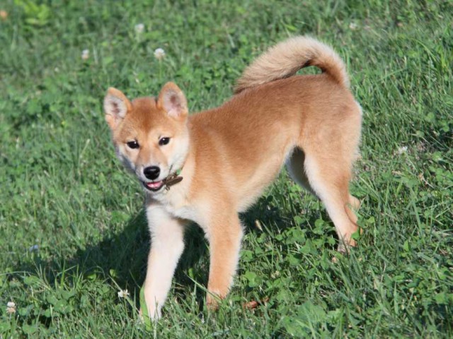 IMG_2795-shibainu-puppy