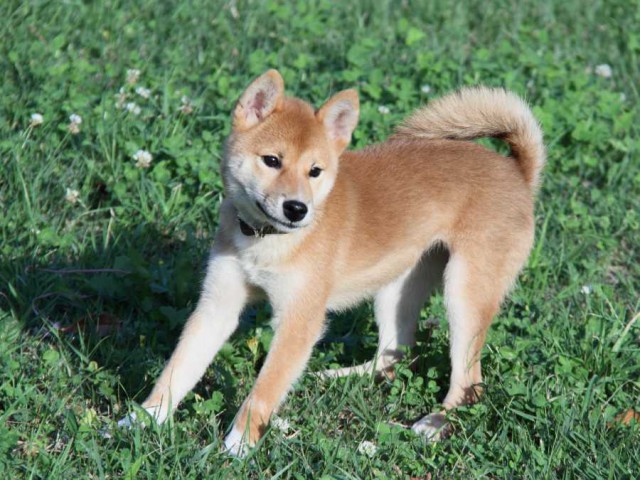 IMG_2814-shibainu-puppy