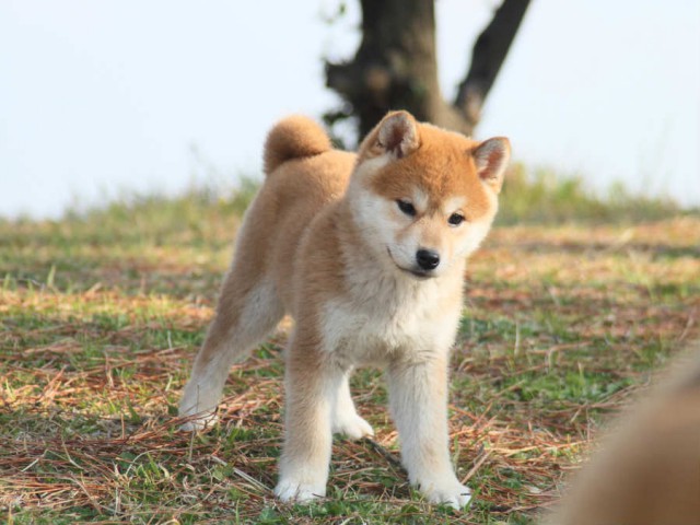 IMG_2814shibainu