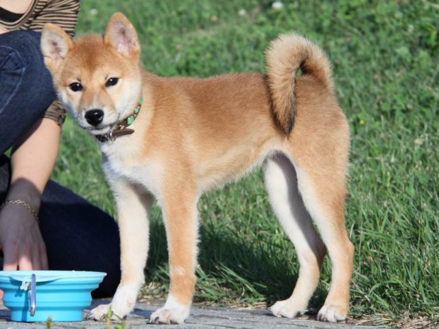 IMG_2820-shibainu-puppy