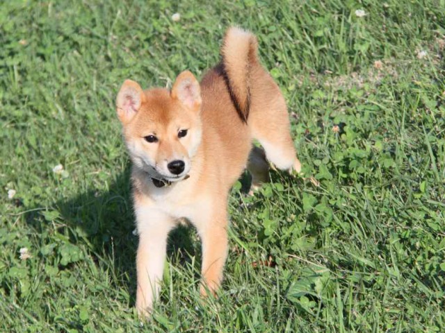 IMG_2831-shibainu-puppy