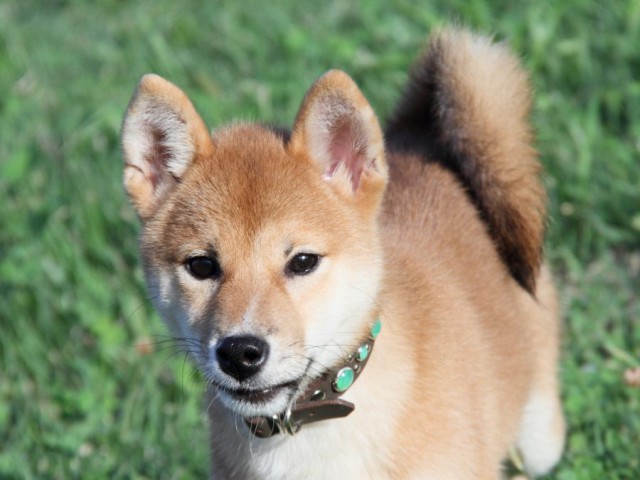 IMG_2838-shibainu-puppy