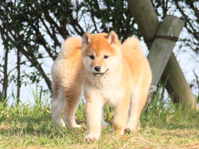 IMG_2851shibainu