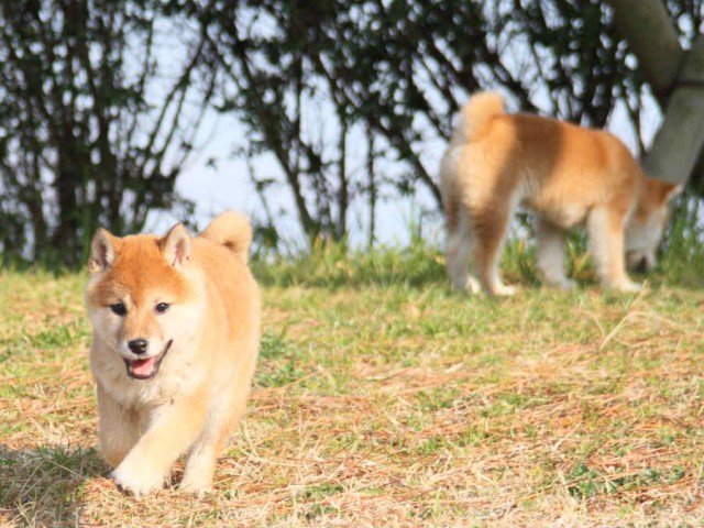 IMG_2856shibainu