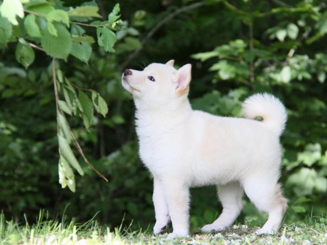 IMG_2883-shibainu Puppy