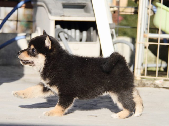 IMG_2905--shibainu Puppy