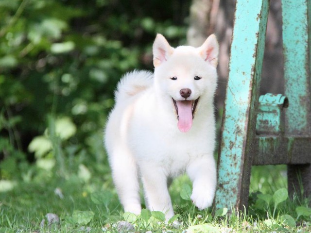 IMG_2907-shibainu Puppy