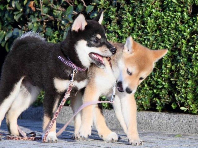 IMG_2930-shibainu-puppy