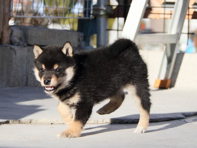 IMG_2943--shibainu Puppy