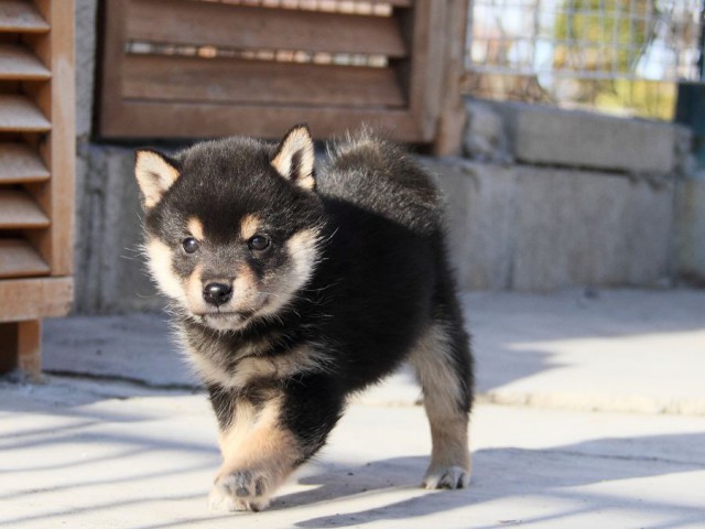 IMG_2955--shibainu Puppy