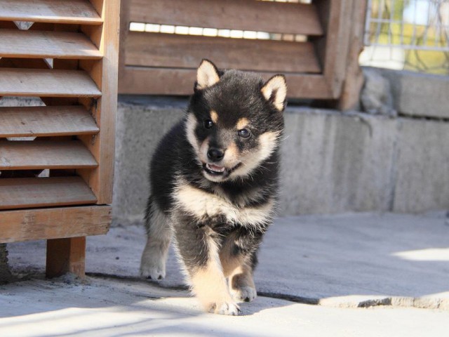 IMG_2981--shibainu Puppy