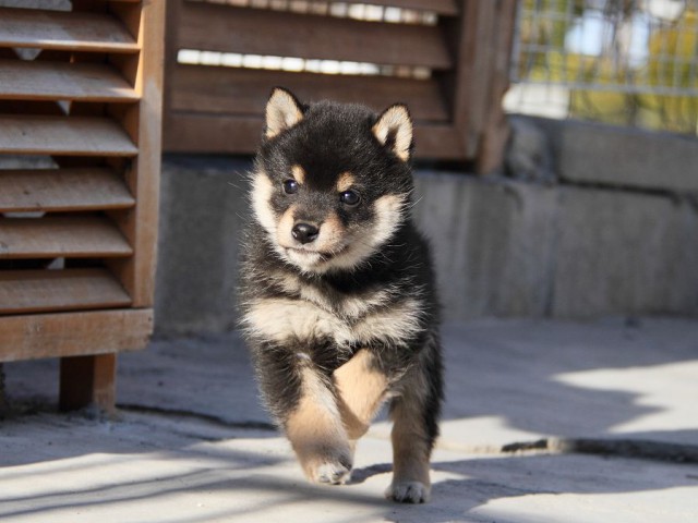 IMG_2982--shibainu Puppy