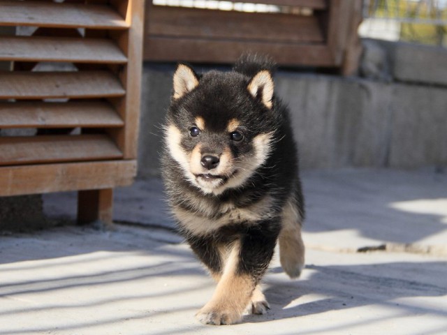 IMG_2983--shibainu Puppy