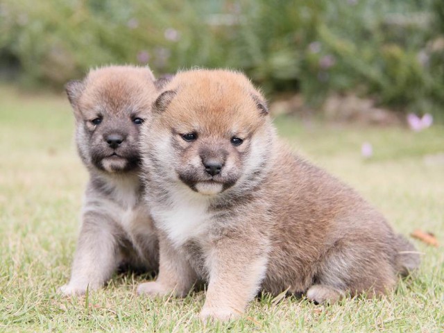 IMG_2989shibainu-puppy-shibainu Puppy