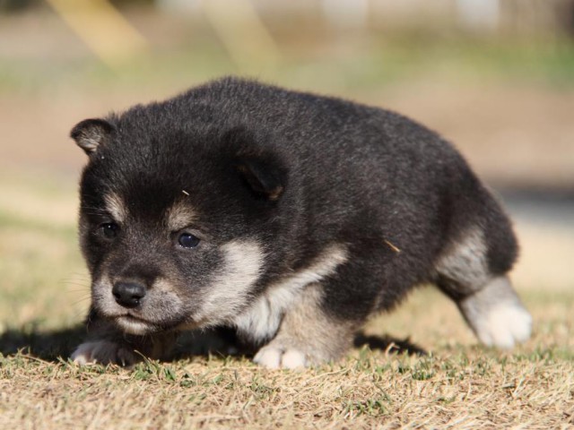 IMG_2995-shibainu-koinu