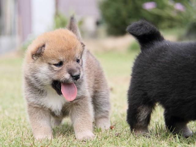 IMG_3012shibainu-puppy-shibainu Puppy