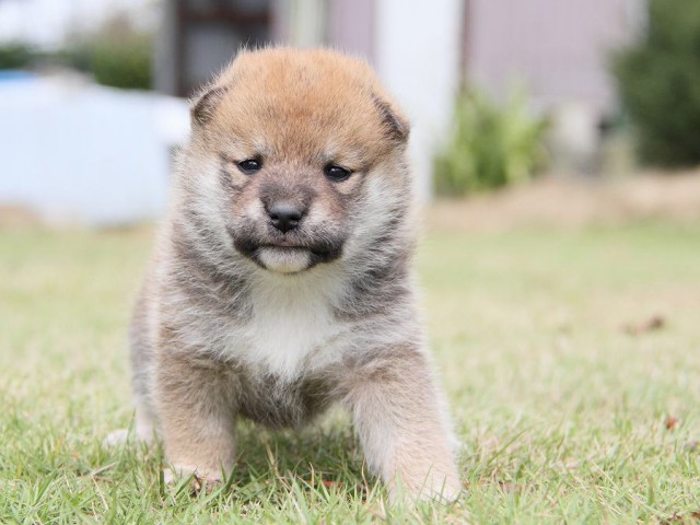 IMG_3022shibainu-puppy-shibainu Puppy