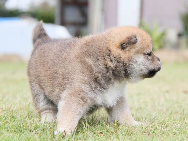 IMG_3024shibainu-puppy-shibainu Puppy