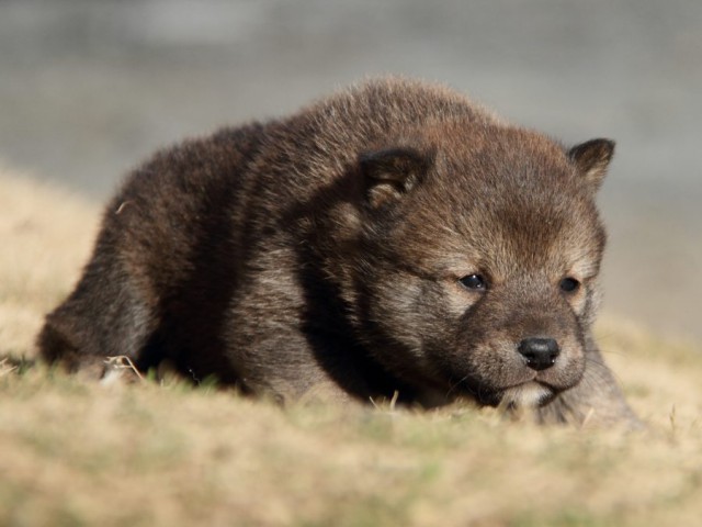 IMG_3027-shibainu-koinu