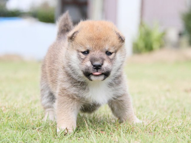 IMG_3028shibainu-puppy-shibainu Puppy