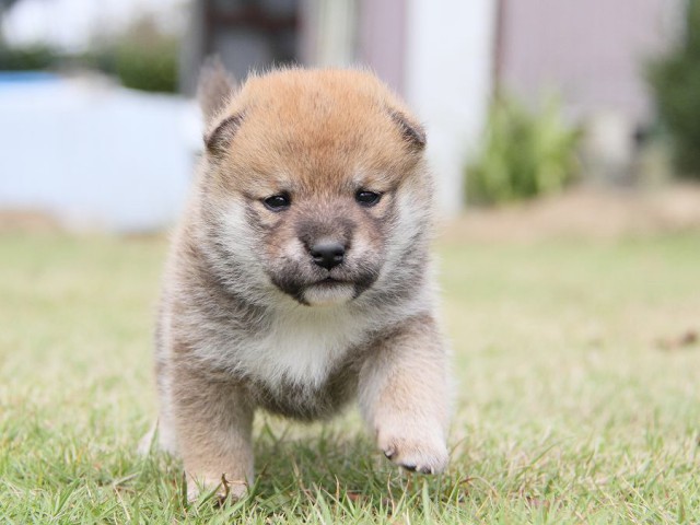 IMG_3031shibainu-puppy-shibainu Puppy