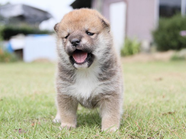 IMG_3036shibainu-puppy-shibainu Puppy