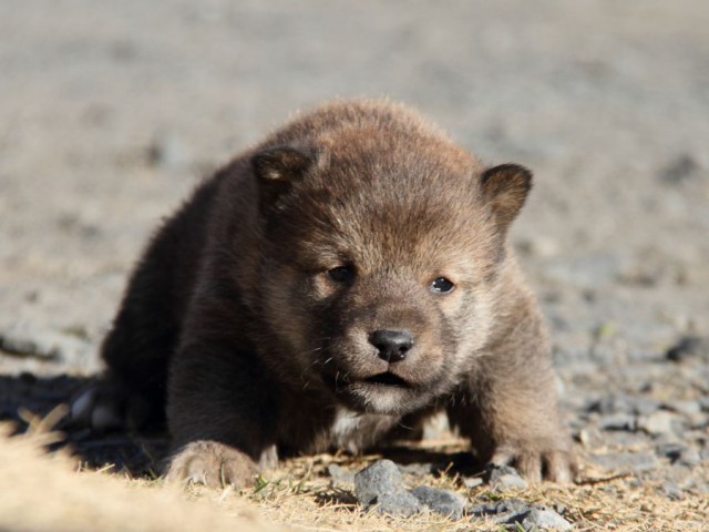 IMG_3052-shibainu-koinu