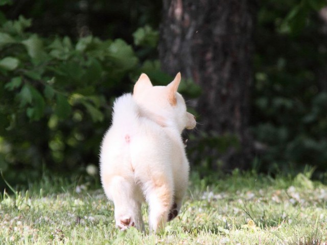 IMG_3056-shibainu Puppy