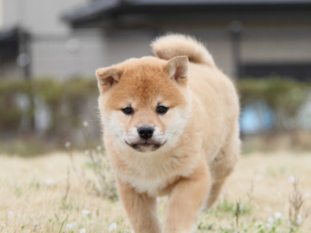 IMG_3069-shibainu-puppy