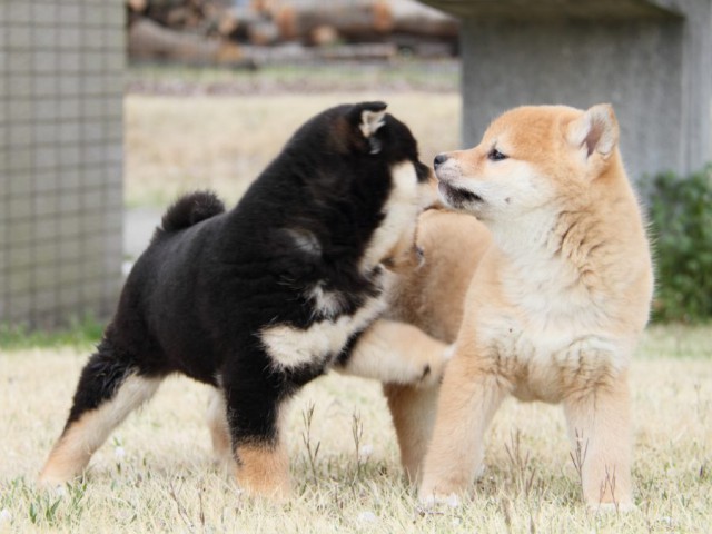 IMG_3116-shibainu-puppy