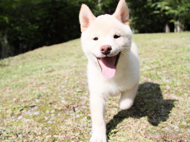 IMG_3119-shibainu Puppy